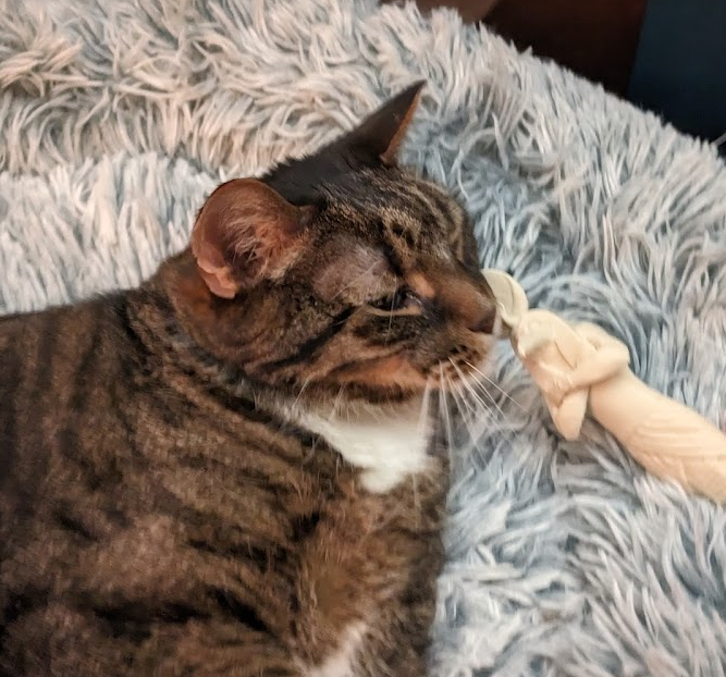 A brown tabby lays in a blue cat bed and nuzzles a small figure depicting the Egyptian deity Konshu.